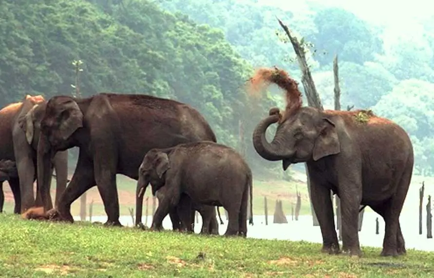 Golden Triangle Tour With Kerala Wildlife