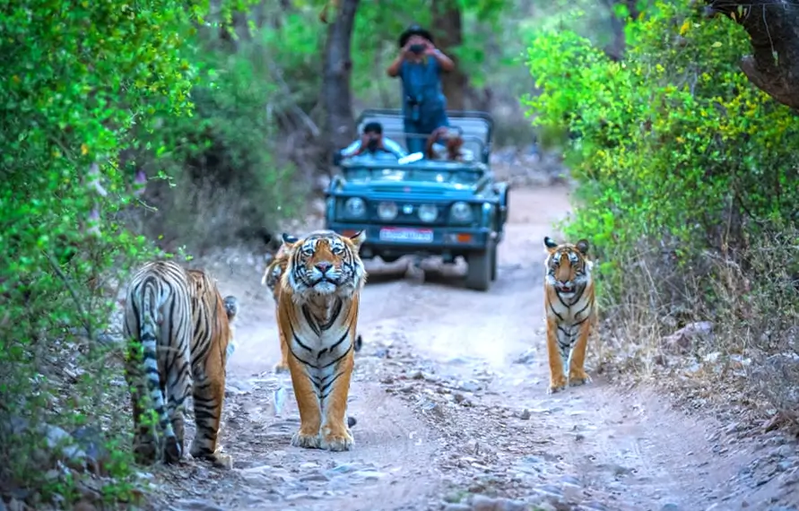 Rajasthan Wildlife & Heritage Tour Package